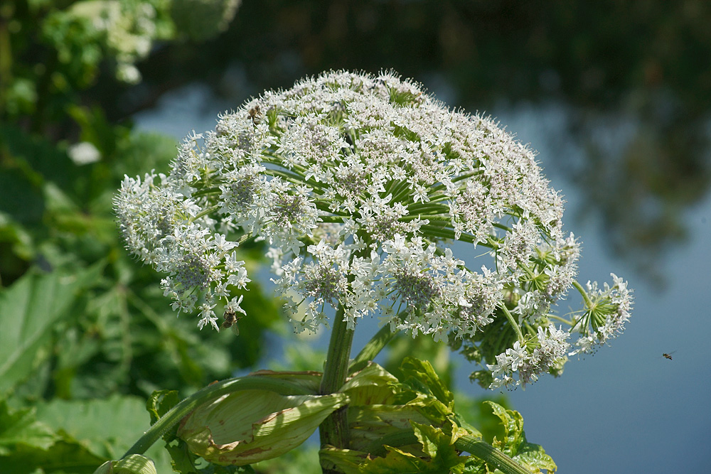 Image of Heracleum sosnowskyi specimen.