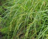 Carex elongata