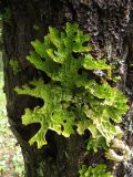 Lobaria pulmonaria