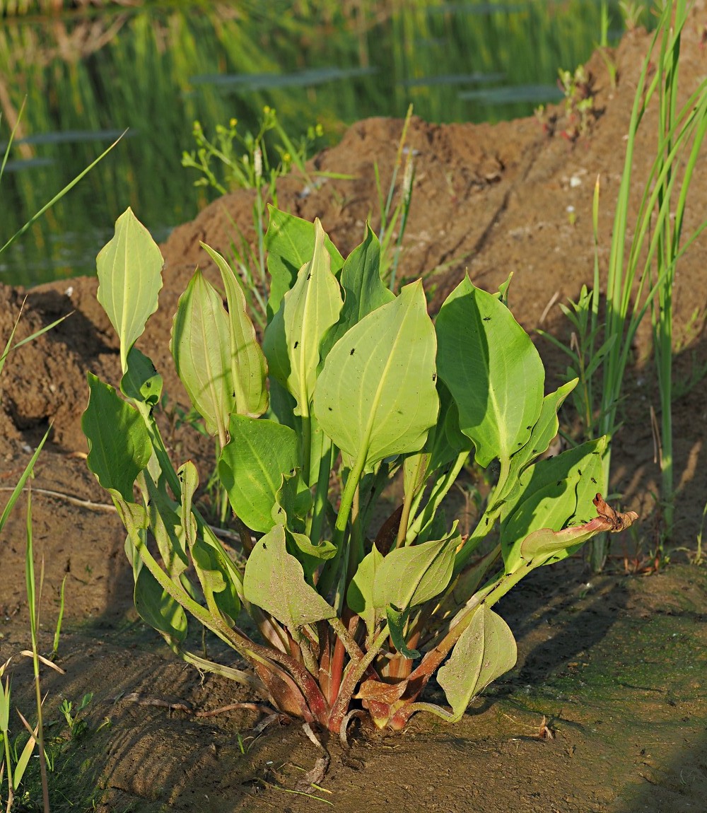 Image of Alisma plantago-aquatica specimen.