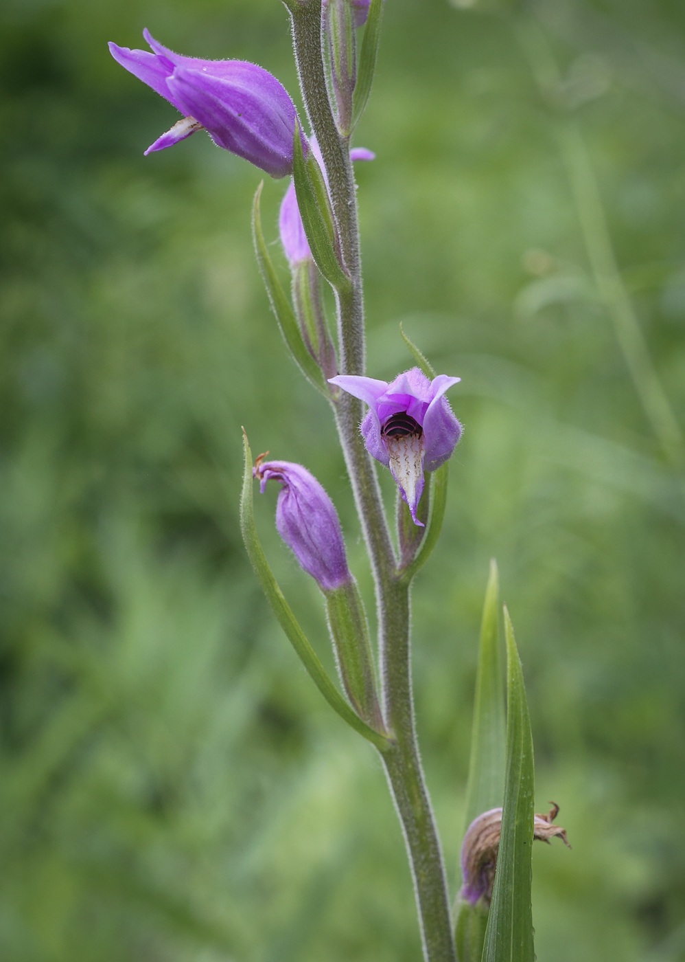 Изображение особи Cephalanthera rubra.