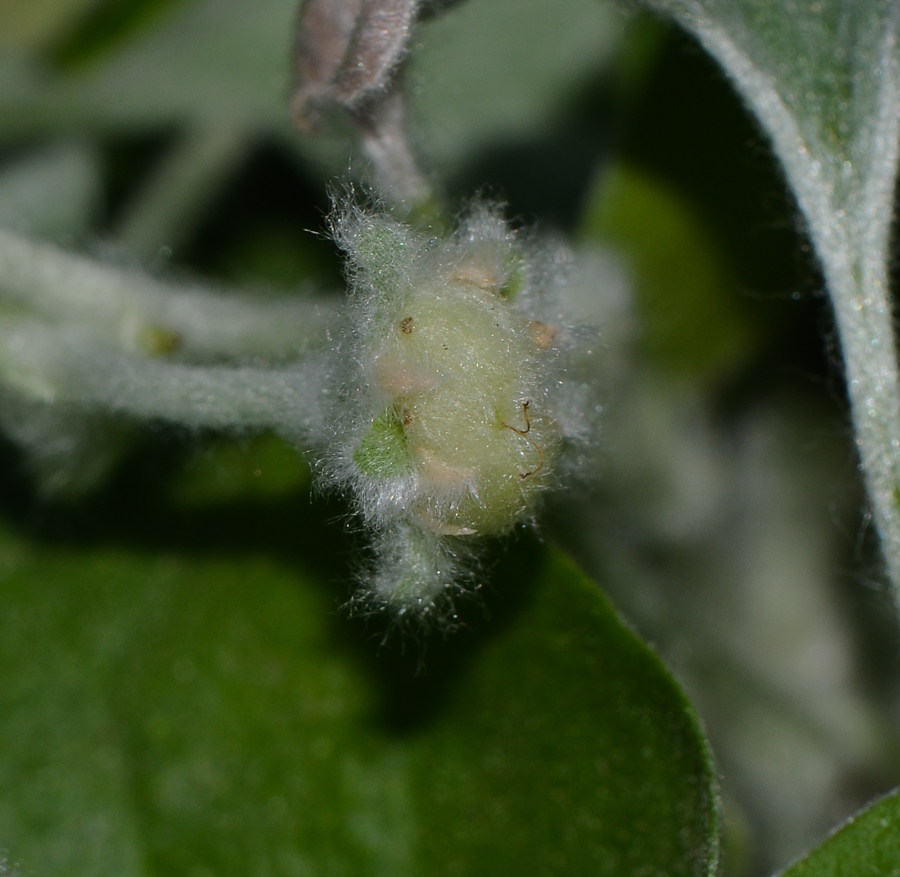 Image of Dichondra argentea specimen.