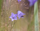 Campanula rotundifolia