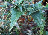 Atriplex sagittata. Побег в средней части. Новосибирск. 15.10.2010.