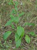 Solidago virgaurea
