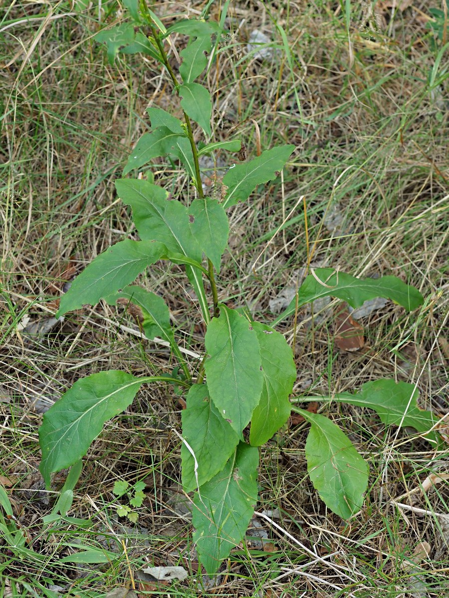 Изображение особи Solidago virgaurea.