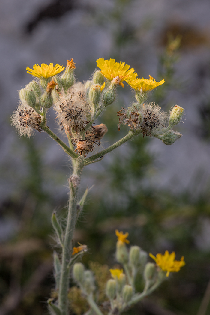 Image of genus Pilosella specimen.