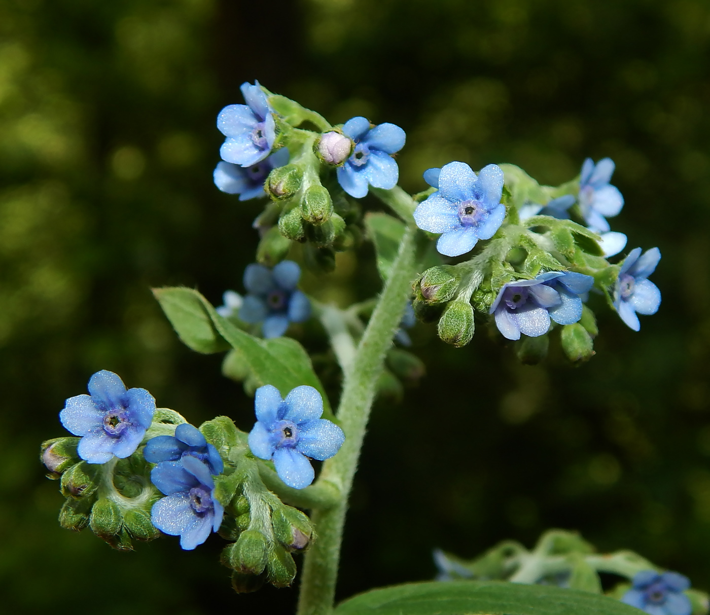 Изображение особи Paracynoglossum glochidiatum.