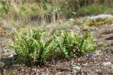 Polypodium vulgare. Спороносящие растения. Ленинградская обл., Выборгский р-н, Финский залив, о-в Вихревой, заросшая мхами и лишайниками скала. 09.08.2020.