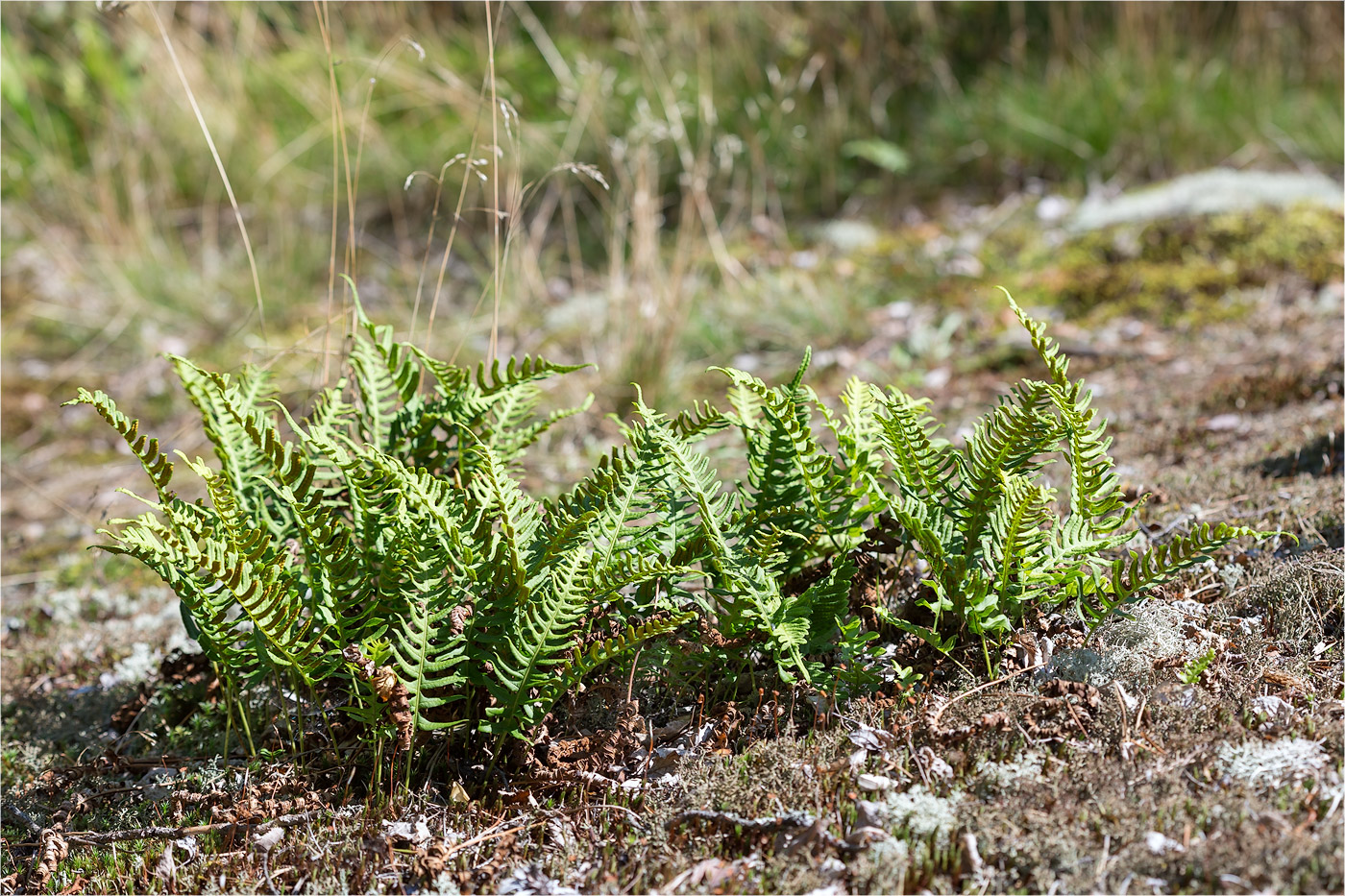Image of Polypodium vulgare specimen.
