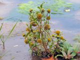 Bidens cernua