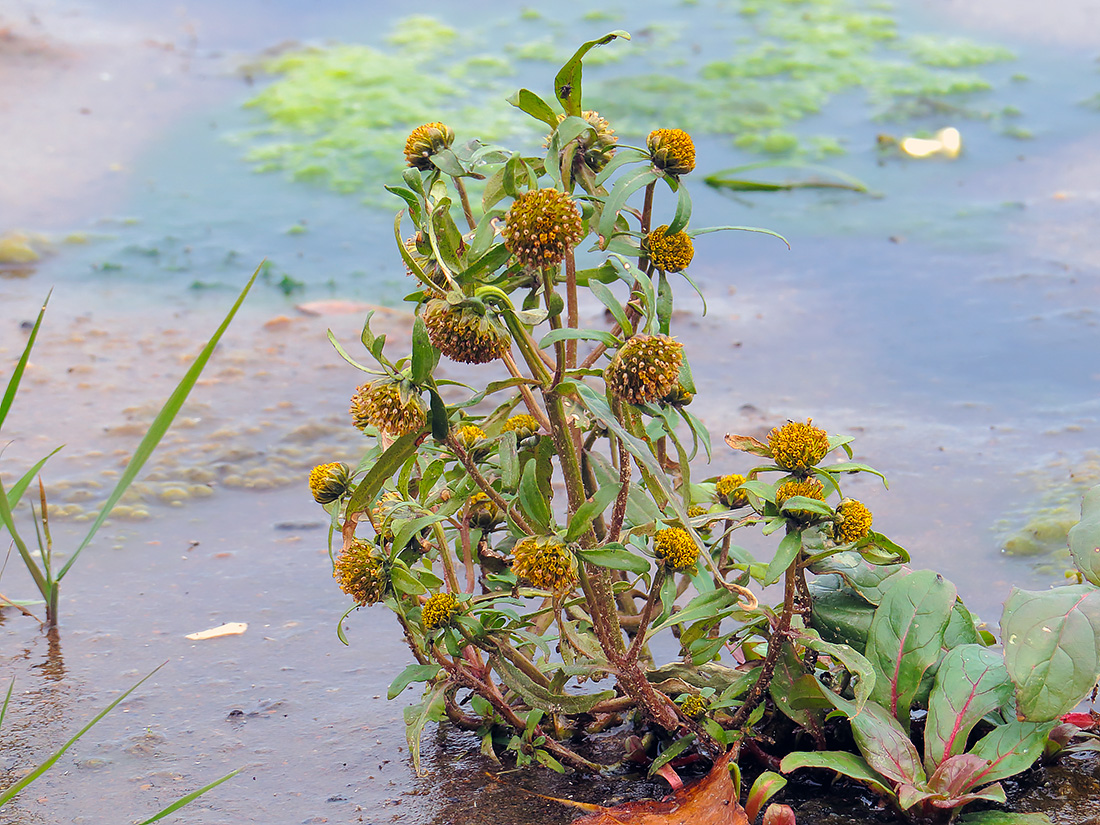 Изображение особи Bidens cernua.