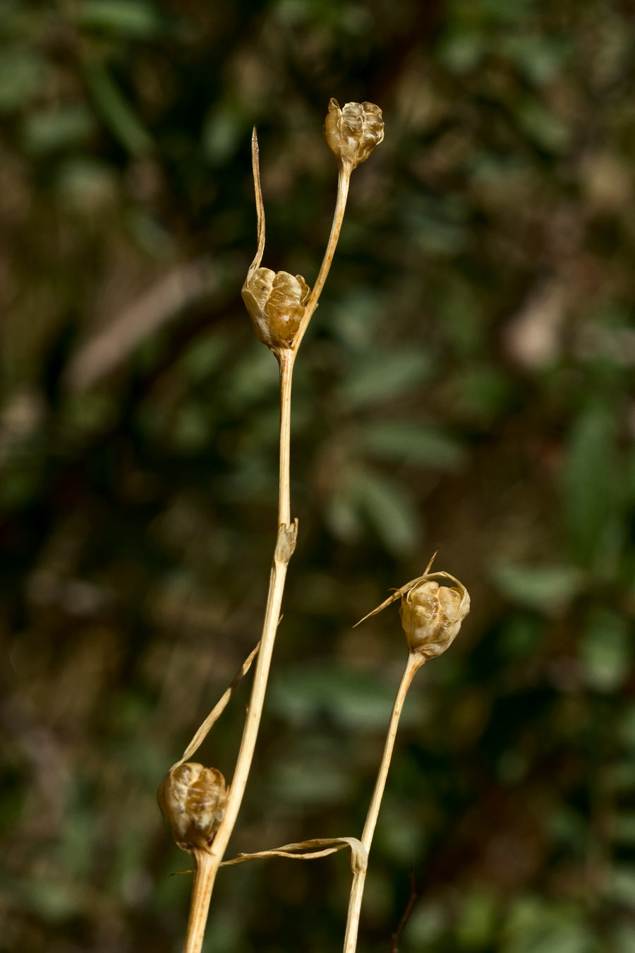 Image of Gladiolus italicus specimen.