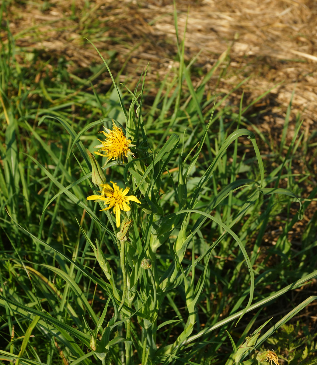 Image of Tragopogon pratensis specimen.