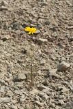 Anthemis tinctoria. Цветущее растение на антропогенном известняковом щебнистом обнажении на склоне. Ленинградская обл., Ломоносовский р-н, Кирхгофские высоты, Туттари-парк. 11.07.2010.
