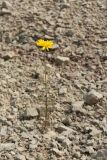 Anthemis tinctoria