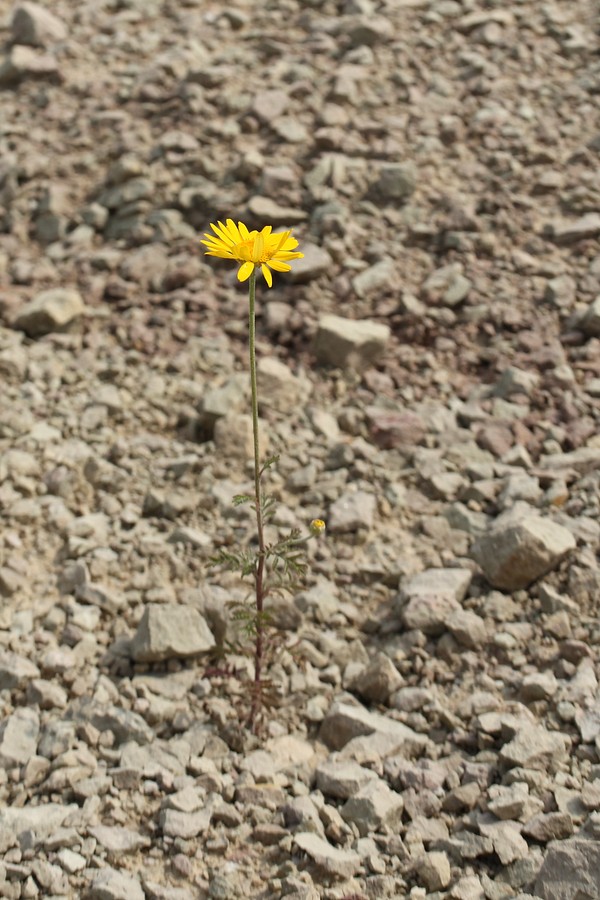 Изображение особи Anthemis tinctoria.