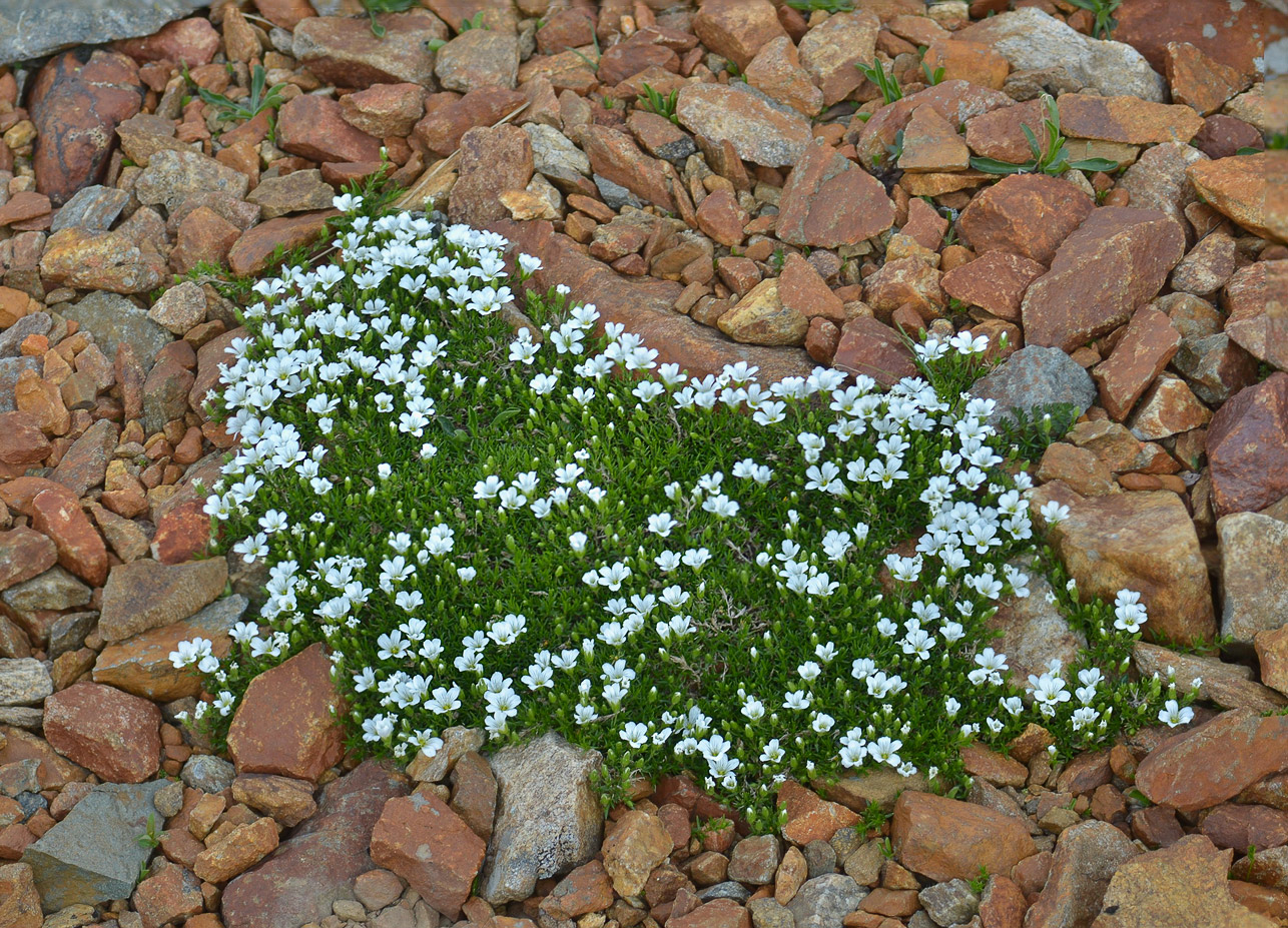 Image of Minuartia imbricata specimen.