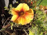 Calibrachoa elegans