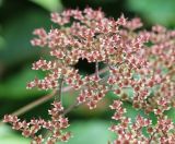 Rodgersia aesculifolia. Соплодие. Республика Коми, г. Сыктывкар, ул. Ботанический сад, Ботсад СГУ. 14.09.2019.