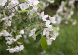 Malus domestica
