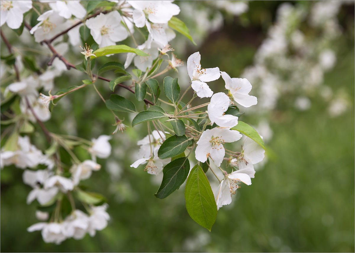 Изображение особи Malus domestica.