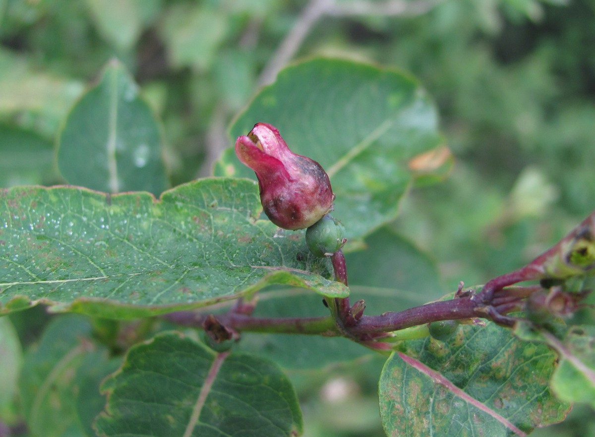 Image of Lonicera orientalis specimen.