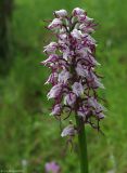 Orchis simia. Соцветие. Азербайджан, Исмаиллинский р-н, окр. с. Ивановка, сухой склон. 20.04.2010.