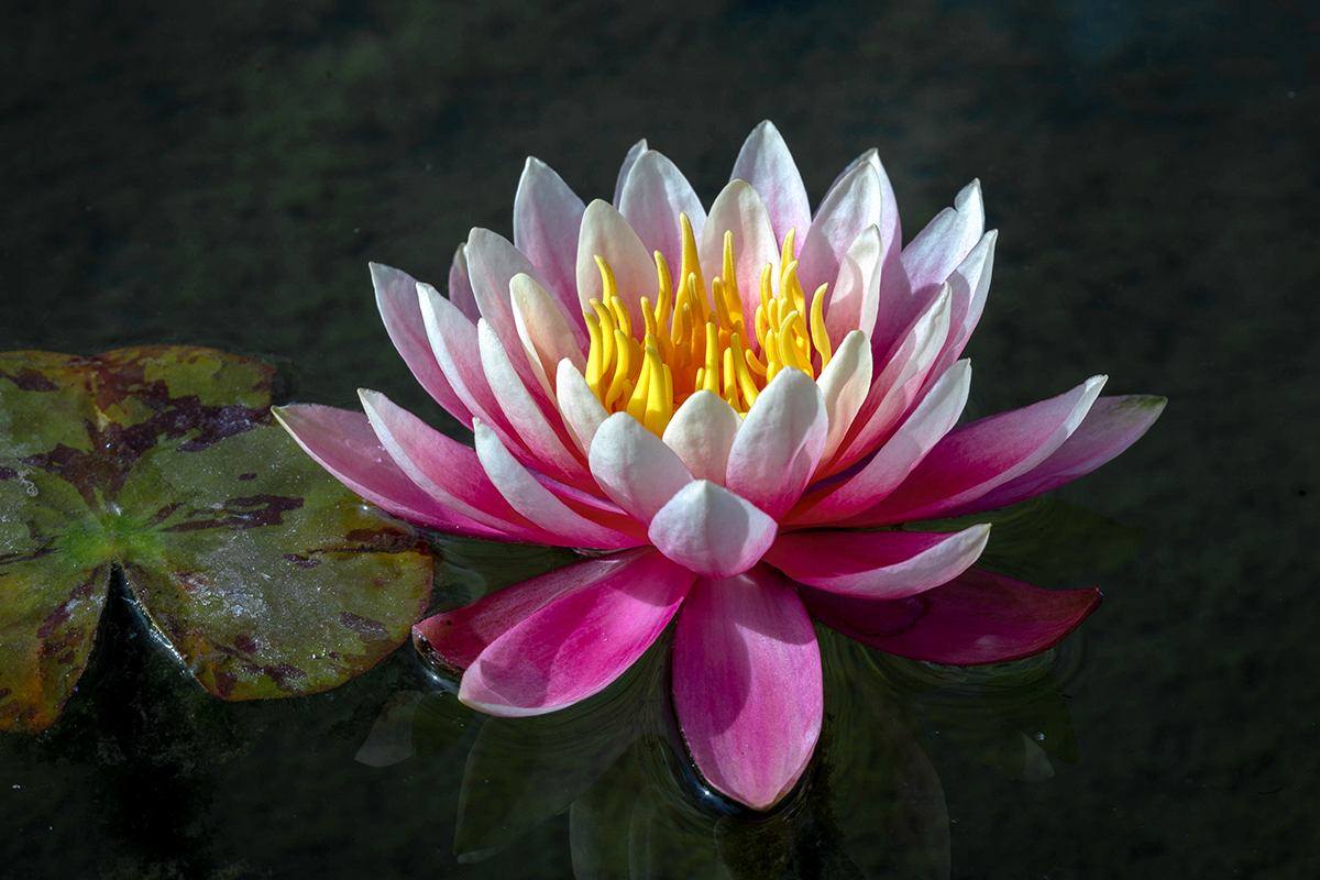 Image of Nymphaea odorata specimen.