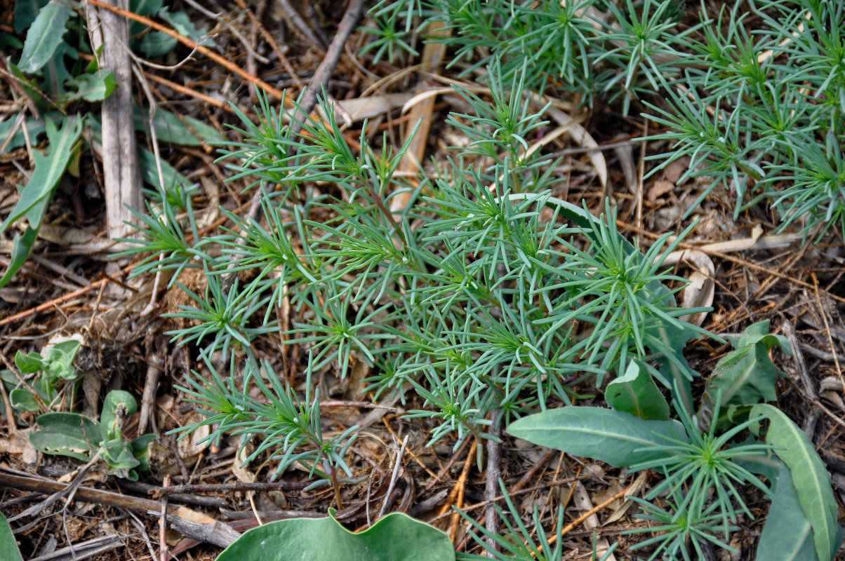 Image of Suaeda altissima specimen.