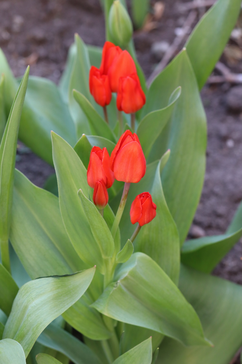 Image of Tulipa praestans specimen.