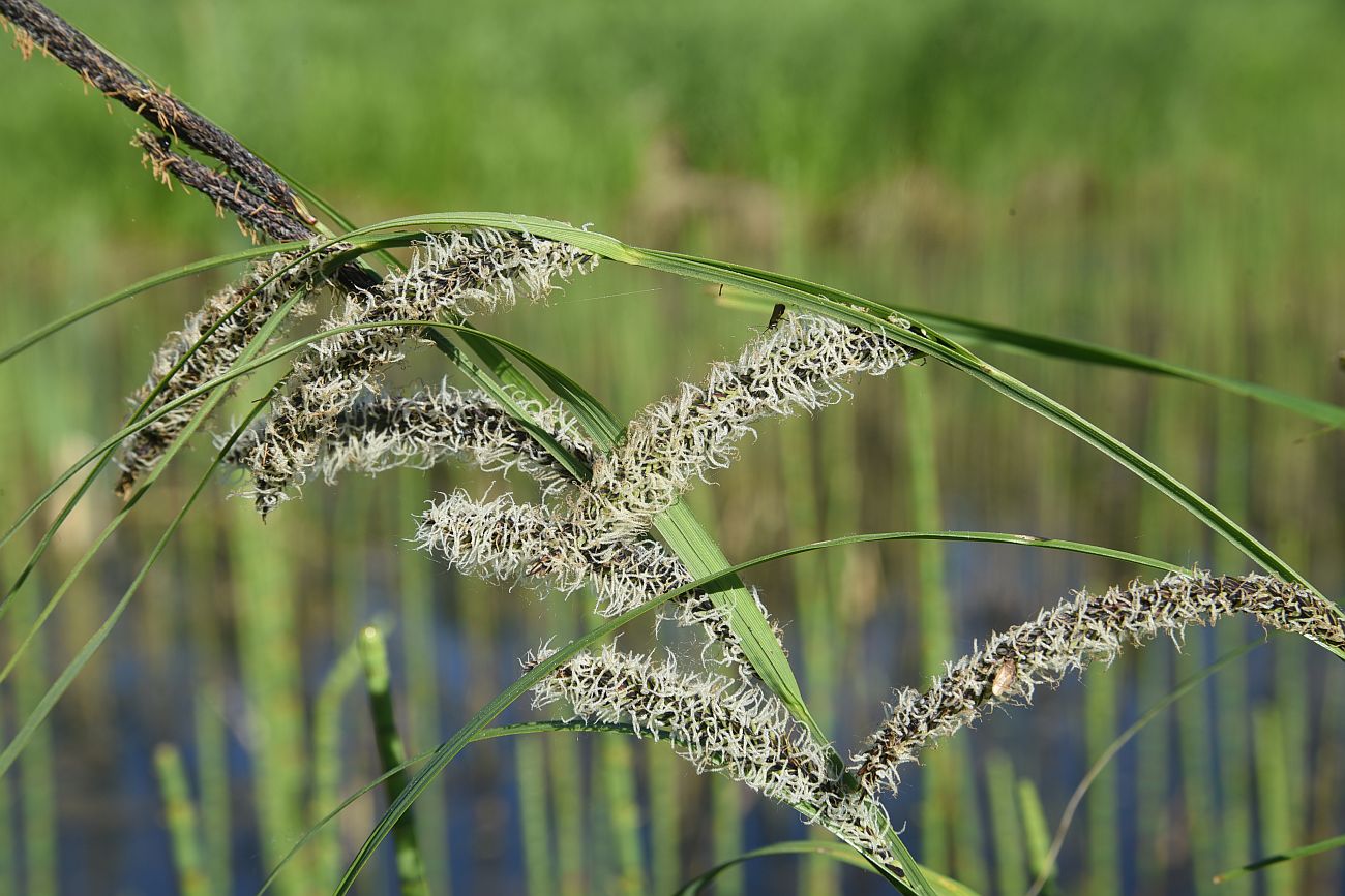 Image of Carex acuta specimen.