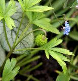 Anemone caucasica