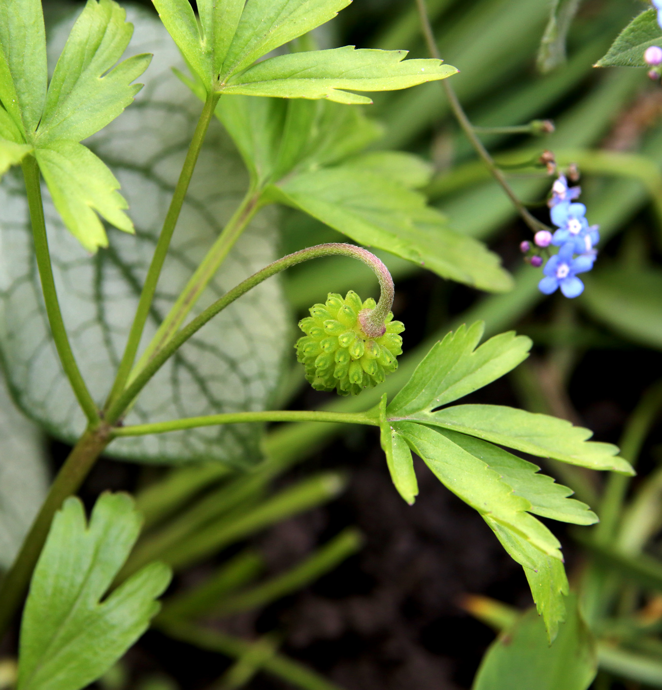 Изображение особи Anemone caucasica.