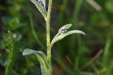Myosotis alpestris