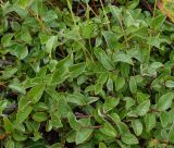 Salix saxatilis