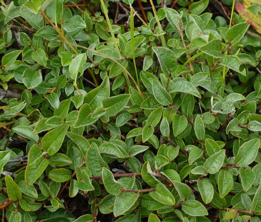 Изображение особи Salix saxatilis.
