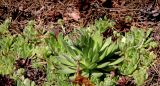 Sempervivum ruthenicum