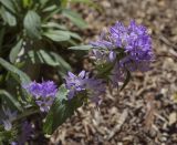 Campanula glomerata
