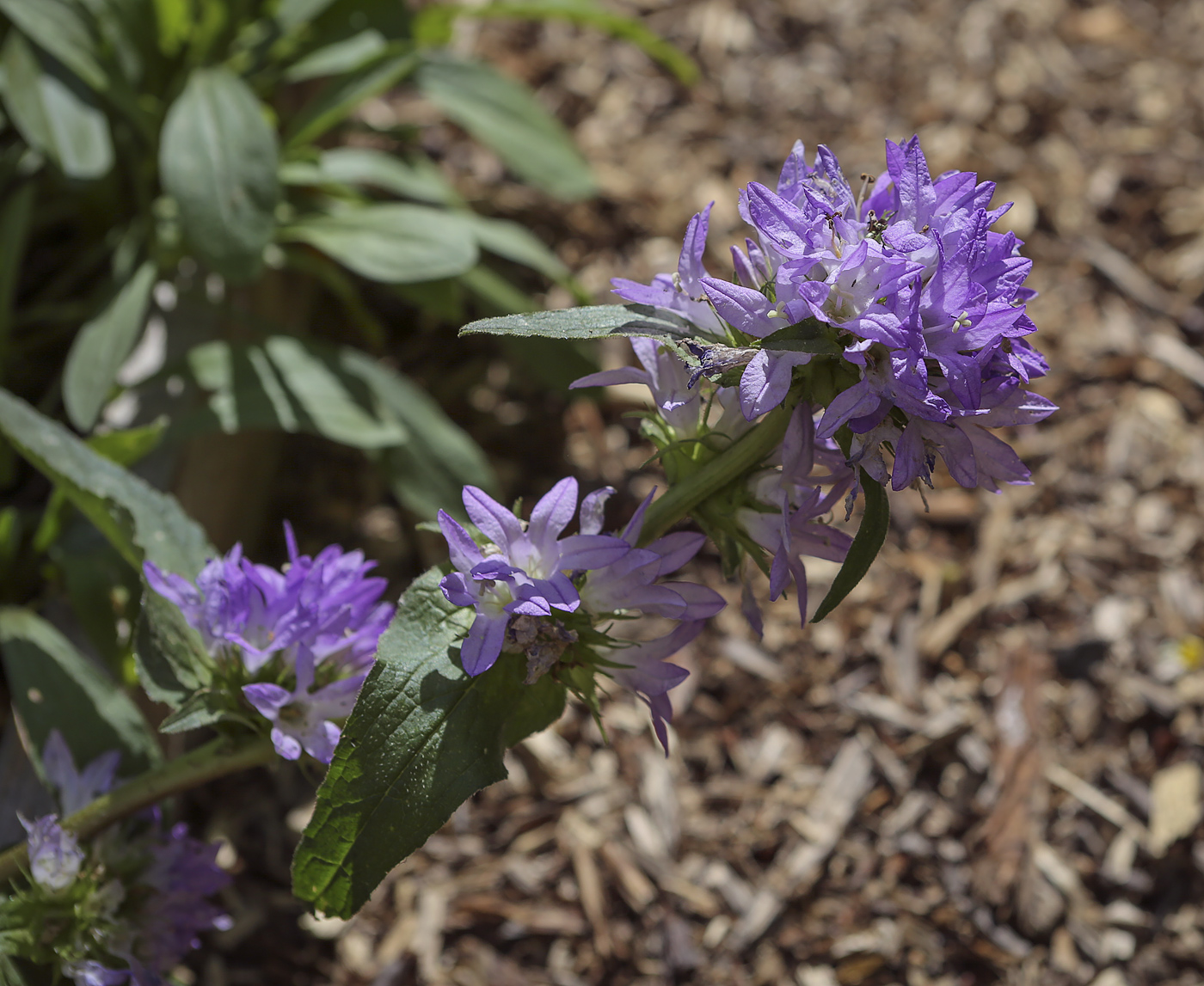 Image of Campanula glomerata specimen.