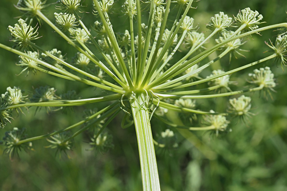 Image of Seseli libanotis specimen.