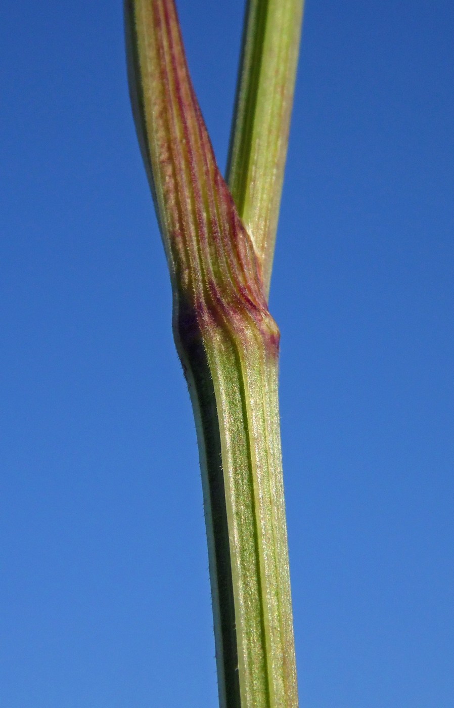 Image of Pimpinella rhodantha specimen.
