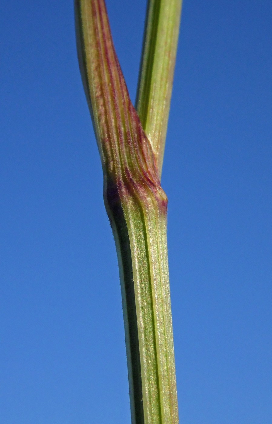 Изображение особи Pimpinella rhodantha.