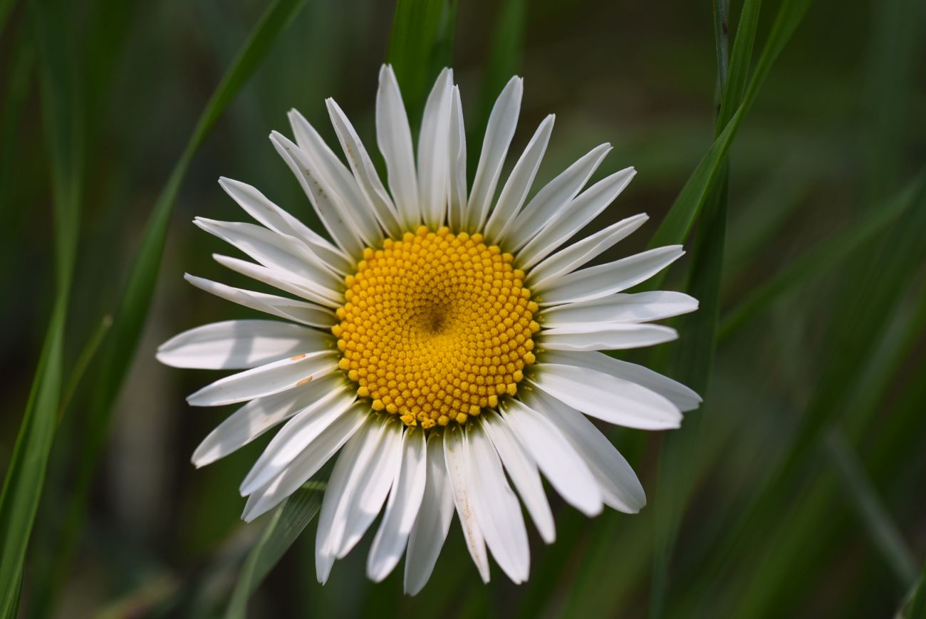 Image of genus Anthemis specimen.