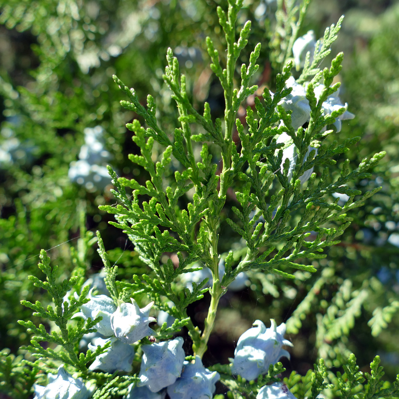 Изображение особи Platycladus orientalis.