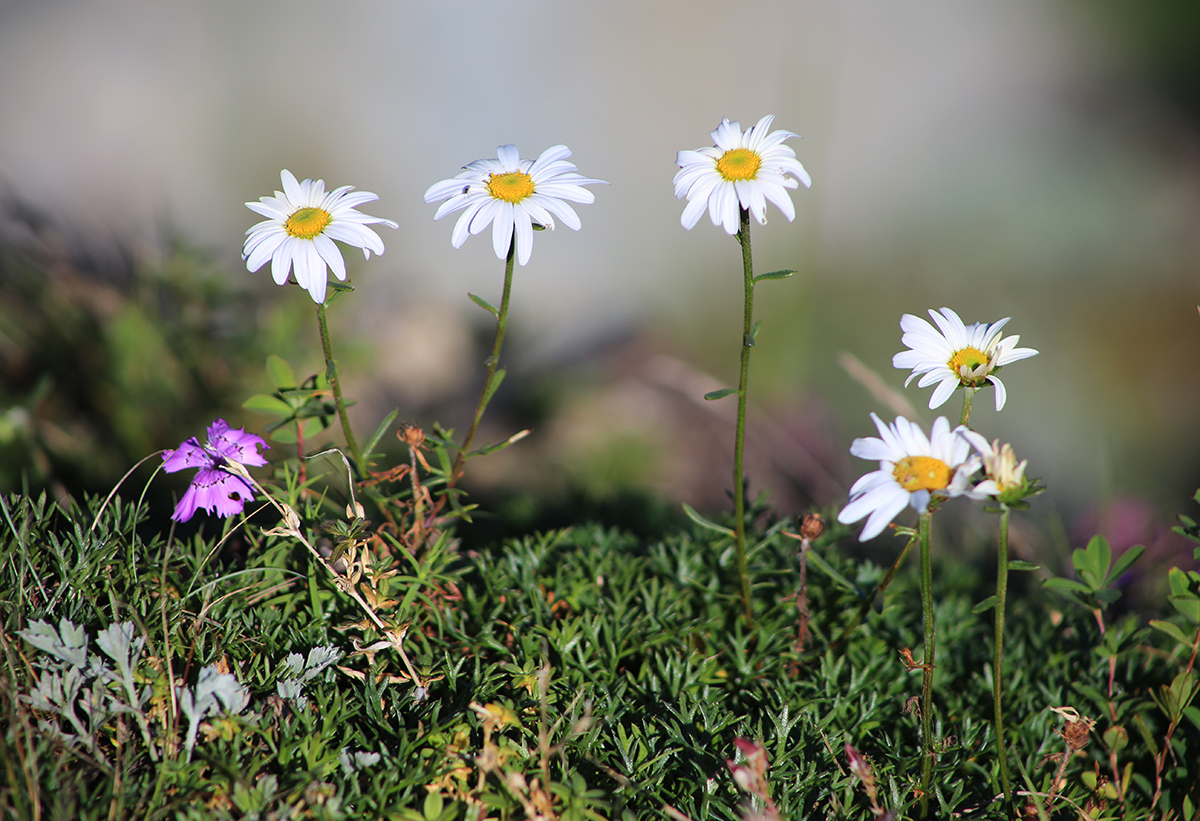 Image of Chrysanthemum coreanum specimen.