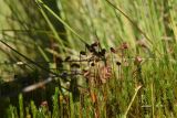 род Polytrichum. Верхушки побегов со спорогонами. Калужская обл., Спас-Деменский р-н, Большое Игнатовское болото, северо-западный сектор, 300—500 м от края леса, среди молодых бёрез и сухих стволов сосен. 09.09.2022.