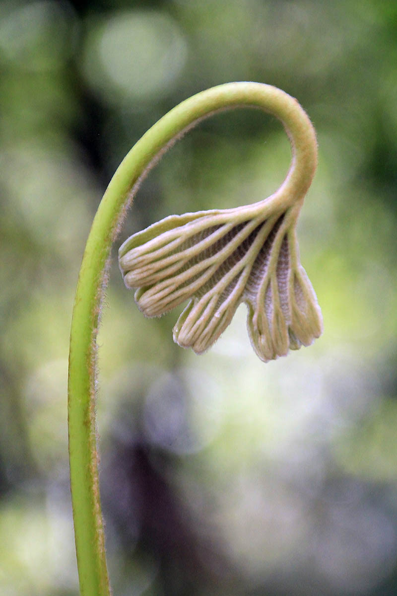 Изображение особи Dipteris conjugata.