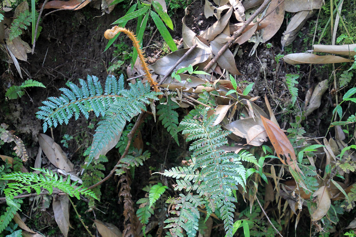 Image of Polystichum squarrosum specimen.