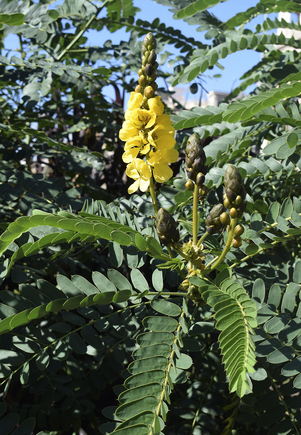 Image of Senna didymobotrya specimen.